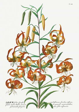 Vintage Tiger Lily Botanical Illustration