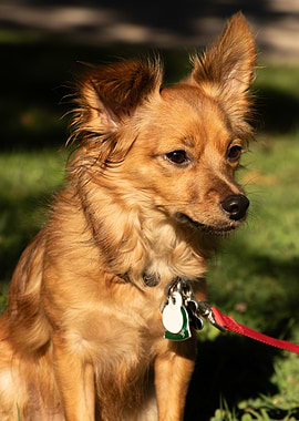 Alert Brown Dog with Red Leash