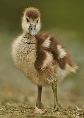 Cute Brown Duckling Portrait