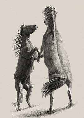 Two Horses Rearing Up Drawing