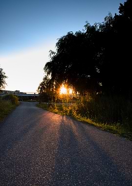 Sunset Path Through Trees