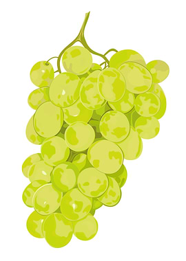 Green Grapes Illustration