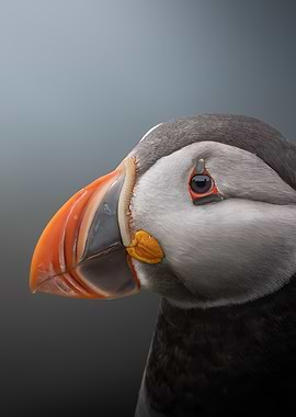 Close-up of a Puffin Bird