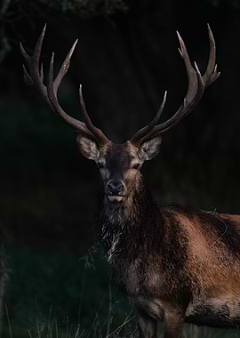 Majestic Deer Portrait