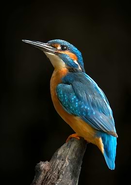 Vibrant Kingfisher Portrait on Branch