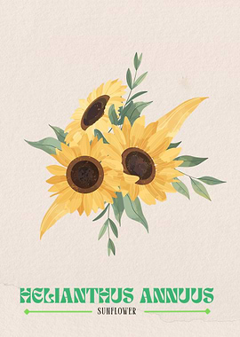 Sunflower Illustration
