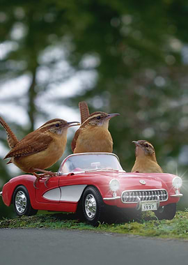 Red Wren Ride