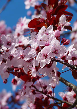 Pink Blossoms Against Blue Sky