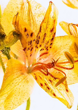 Yellow Alstroemeria in ice