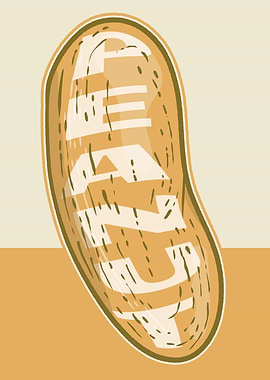 Stylized Peanut Illustration