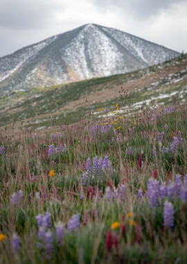 Mountain Meadow with Wildflowers