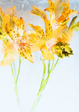 Frozen Yellow Flowers in ice