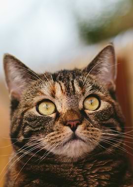 Close-up of a Tabby Cat