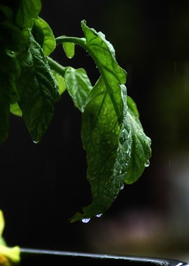 Raindrops on Green Leaves