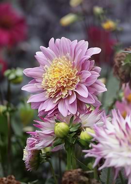 Pink and Yellow Dahlia Flower Close-Up