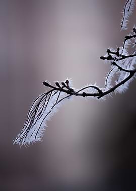 Closeup of a Frosty Branch