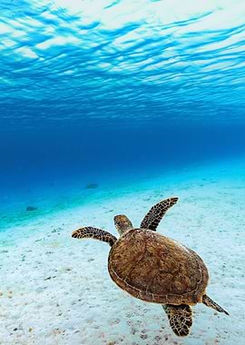 Sea Turtle Swimming Underwater