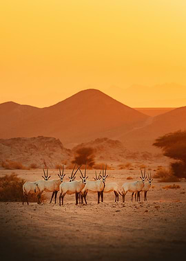 Oryx Herd in Desert Landscape