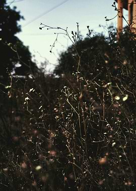 Overgrown plants in a garden