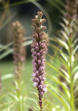 Liatris Spicata Flower Close-Up