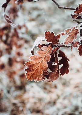 Frosty Autumn Leaves