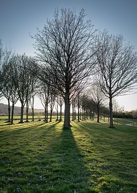 Row of Trees in a Park