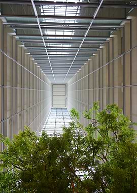 Tree Trapped and Dwarfed in Atrium
