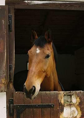 Horse Portrait in Stable Doorway