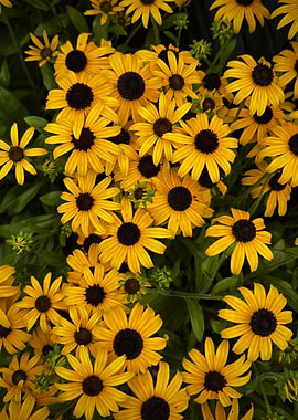 Black-Eyed Susans in Bloom
