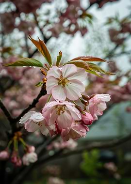 Pink Cherry Blossoms with Rain Droplets