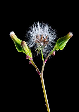Dandelion Seed Head with Buds