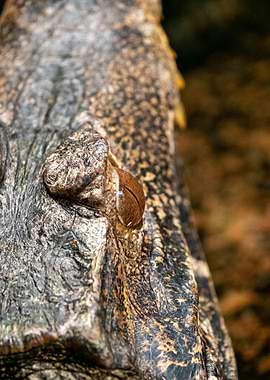 Close-up of a Crocodile's Eye
