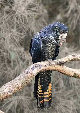 Red-Tailed Black Cockatoo on Branch