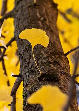 Ginkgo leaf on tree trunk