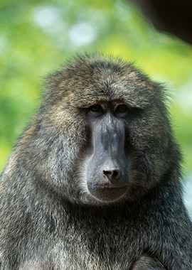Close-up portrait of a baboon
