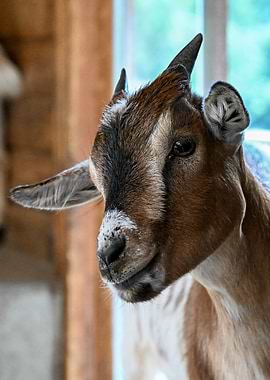 Close-up of a Brown Goat