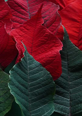 Poinsettia Leaves Close-Up