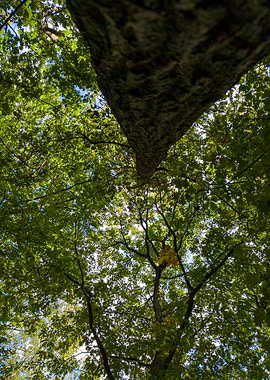 Looking Up Through Tree Canopy