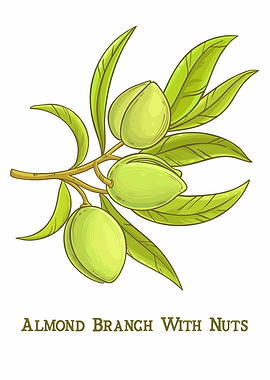 Almond Branch with Nuts Illustration