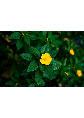 Vibrant Post Rain Glow.