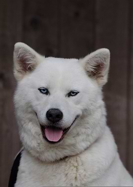 Smiling White Dog Portrait