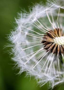 Dandelion Seed Head Close-Up