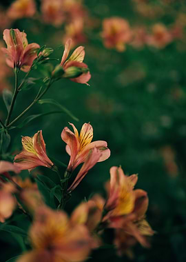 Peach Alstroemeria Wall Art – Floral Photography Print