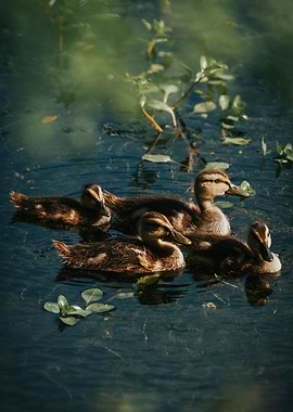 Ducklings Swimming in Pond