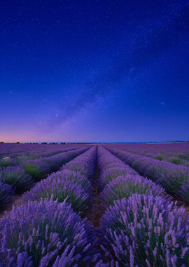 Lavender field under starry night sky