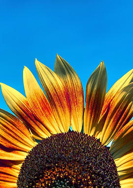 Sunflower against a bright blue sky