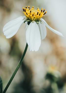 White and Yellow Daisy Close-Up