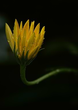 Yellow Flower Bud with Water Droplets