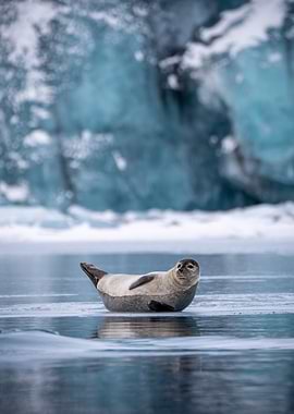 Seal on Iceberg