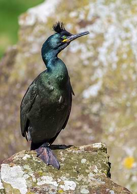 European Shag Bird Portrait